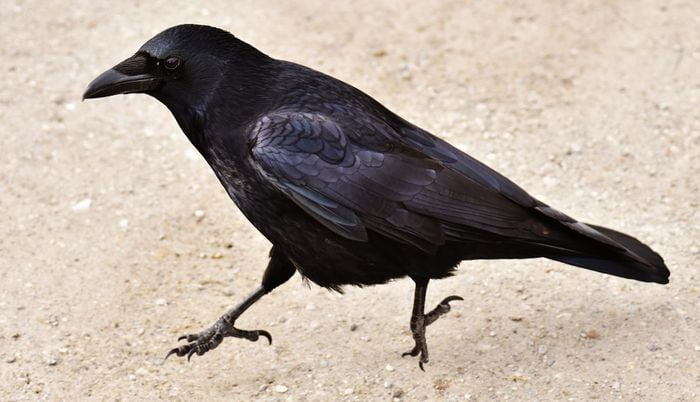 The Dove and the Crow 1