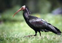 Corinth a Town of Beauty History and Myth